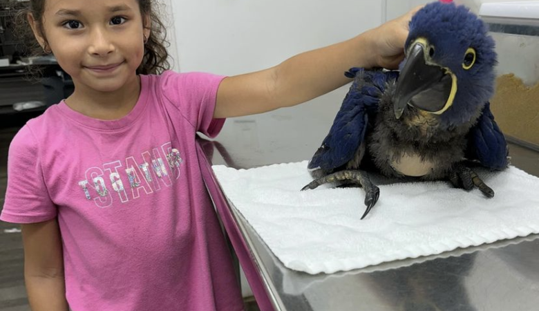 Macaw parrots for sale in Contra Costa County