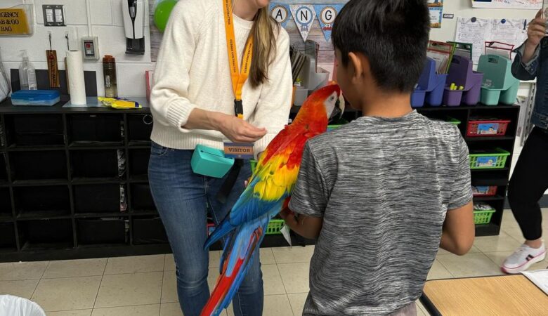 Military Macaw parrots for sale in North Dakota