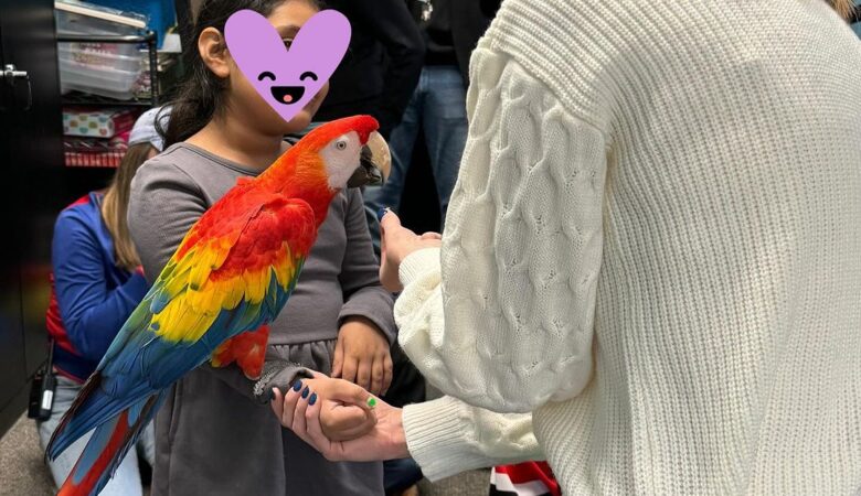 Macaw parrot breeders in Sweden
