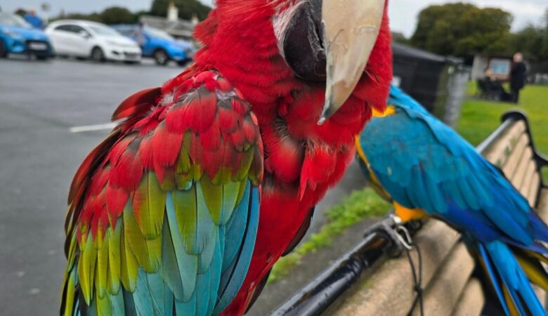 Macaw parrot breeders in New Hampshire