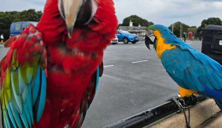 Military Macaw parrots for sale in Sweden