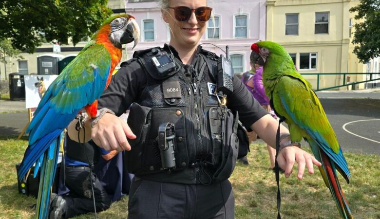 Military Macaw parrots for sale in Netherlands