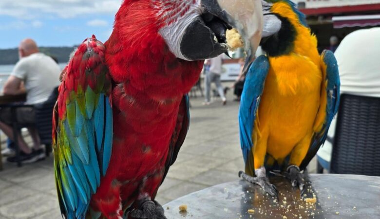 Macaw parrot breeders in Massachusetts