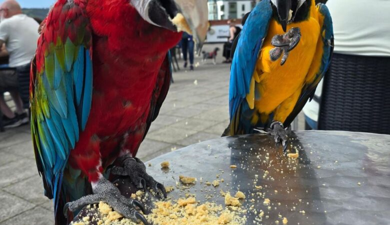 Macaw parrot breeders in Michigan