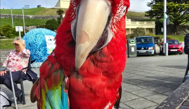 Military Macaw parrots for sale in Germany