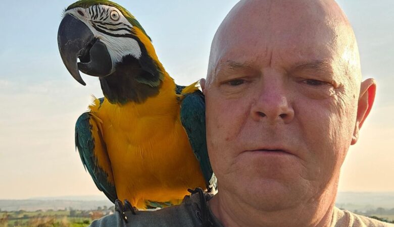 Macaw parrots for sale in Sutter County