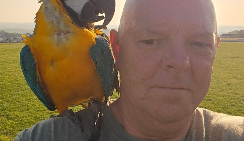 Macaw parrots for sale in Ventura County