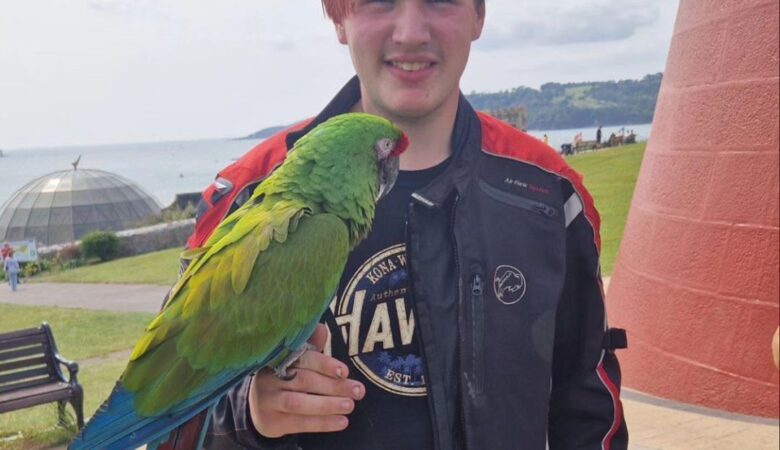 Hyacinth Macaw parrots for sale in Delaware