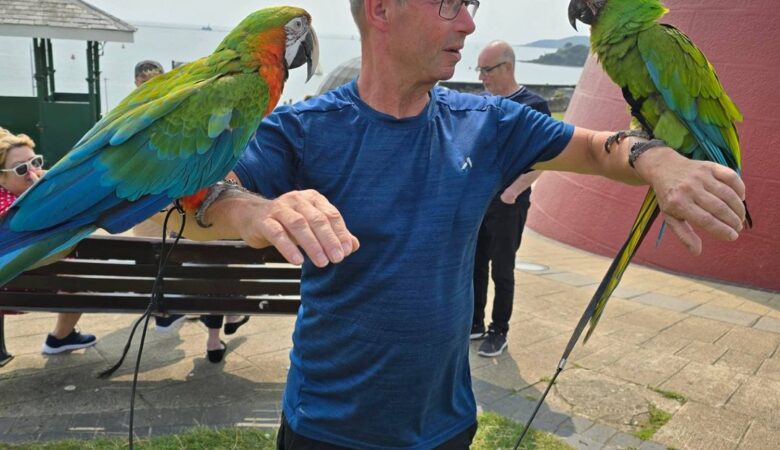 Scarlet Macaw parrots for sale in Maryland