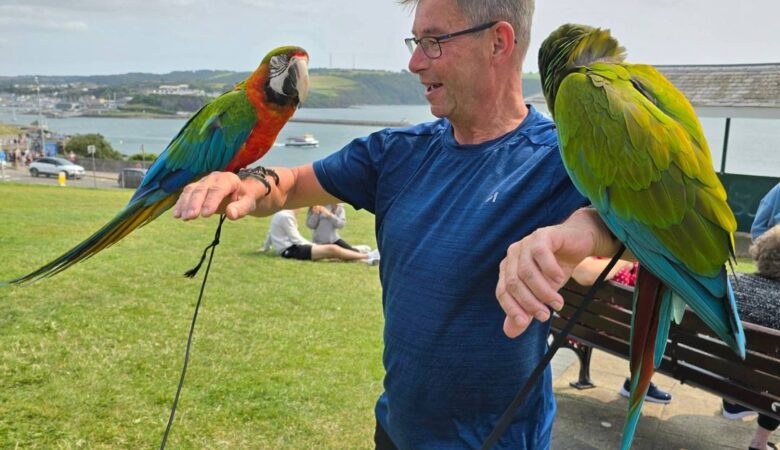 Hyacinth Macaw parrots for sale in New Hampshire