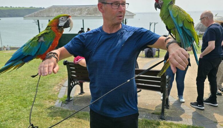 Hyacinth Macaw parrots for sale in New Jersey