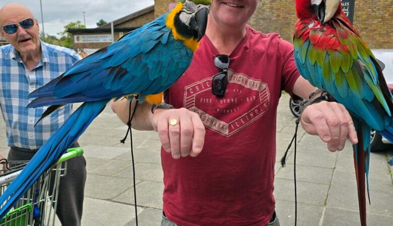 Macaw parrots for adoption in West Virginia