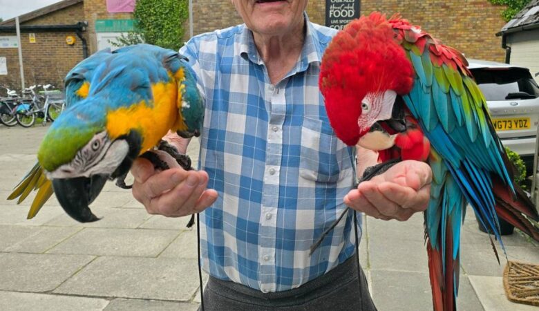 macaw parrots for sale in Stockton, CA