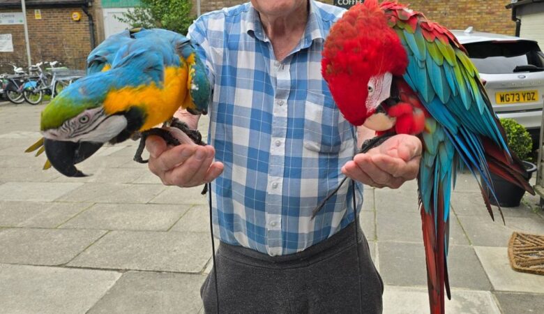 Macaw parrots for adoption in Tennessee