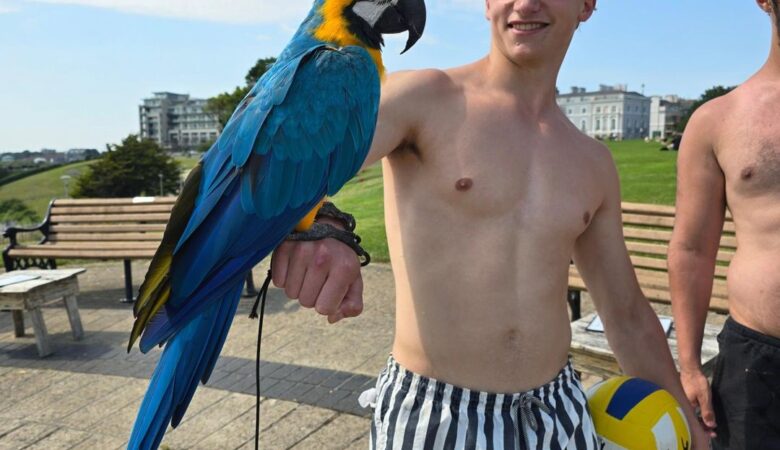 macaw parrots for sale in Anaheim, CA