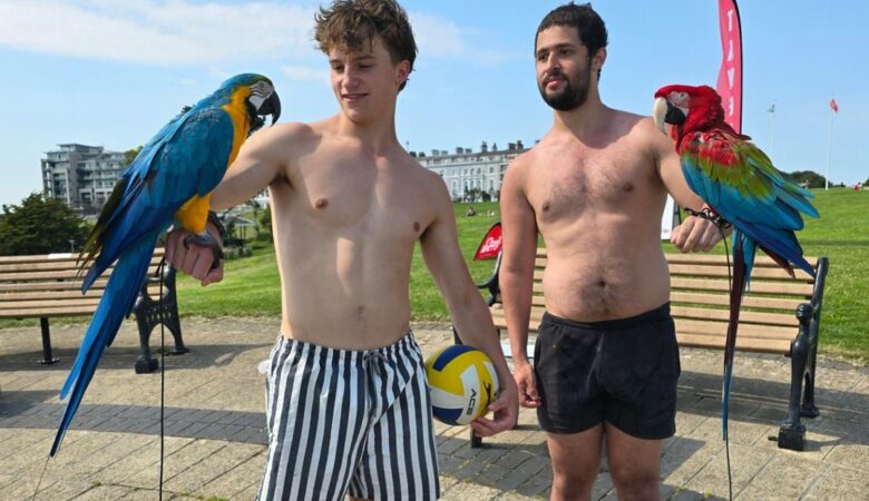 macaw parrots for sale in Oakland, CA