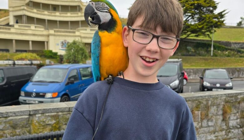 macaw parrots for sale in San Francisco, CA
