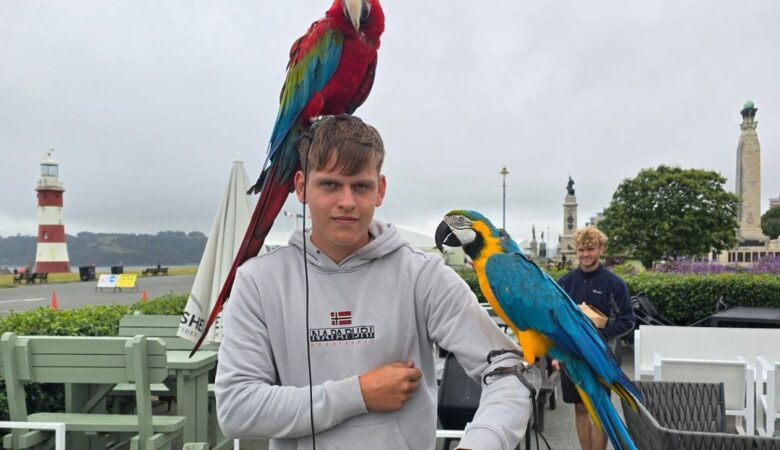 macaw parrots for sale in Fresno, CA