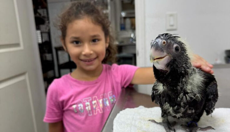 macaw parrots for sale in Daly City, CA