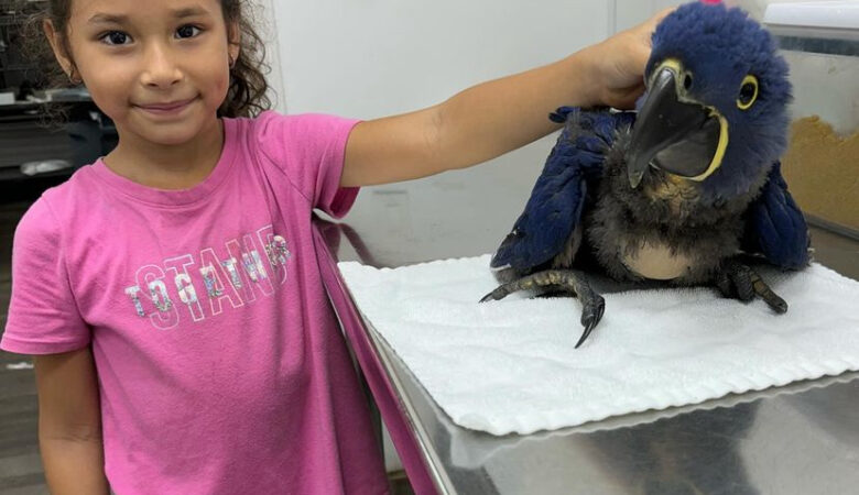 Hyacinth Macaw parrots for sale in New Mexico