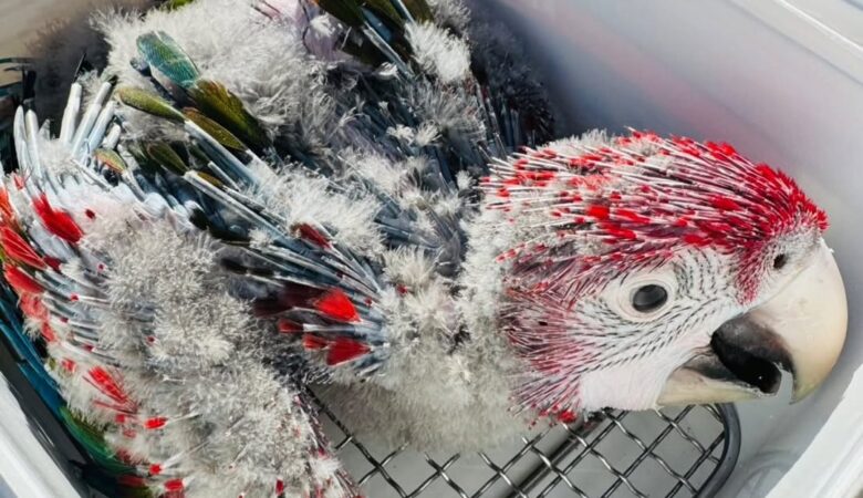 Macaw parrots for adoption in New Mexico