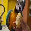 Severe Macaw Parrots for sale