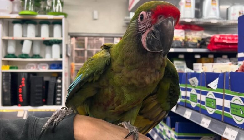 Scarlet Macaw parrots for sale in Massachusetts