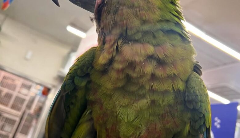 Hyacinth Macaw parrots for sale in Mexico