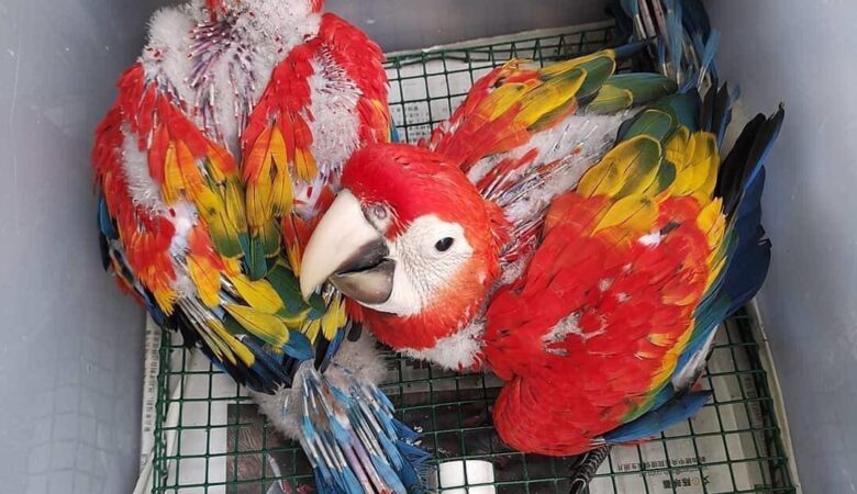 Hyacinth Macaw parrots for sale in Denmark