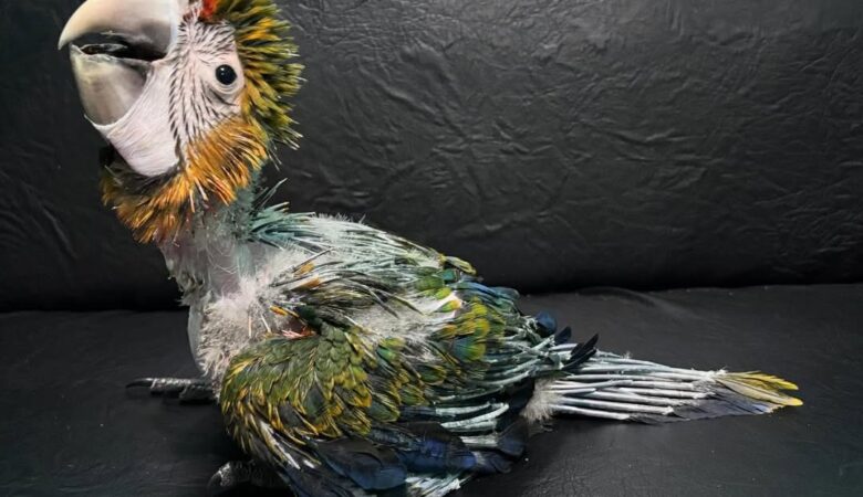 Hyacinth Macaw parrots for sale in North Carolina