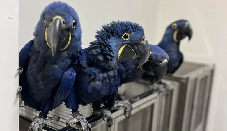 Hyacinth Macaw parrots for sale in North Dakota