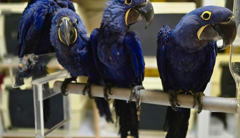 Hyacinth Macaw parrots for sale in Netherlands