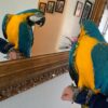 Cuban Red Macaw Parrots for sale