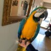 Cuban Red Macaw Parrots for sale