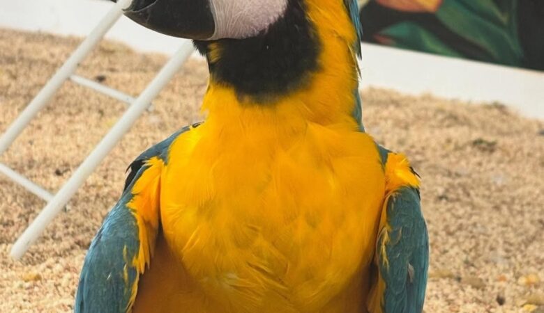 Military Macaw parrots for sale in Nevada