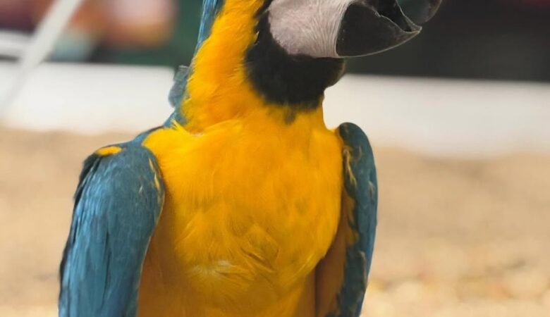 Military Macaw parrots for sale in New Jersey