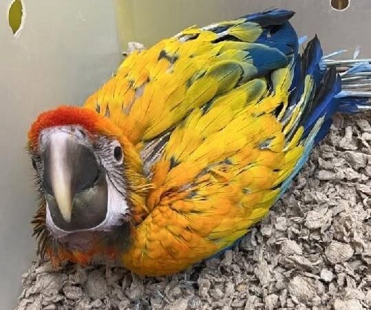 Scarlet Macaw parrots for sale in Mississippi