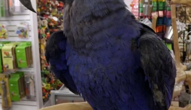 Hyacinth Macaw parrots for sale in Germany