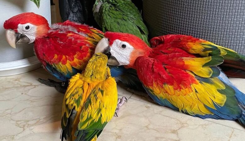 Macaw parrots for sale in Bullock County AL