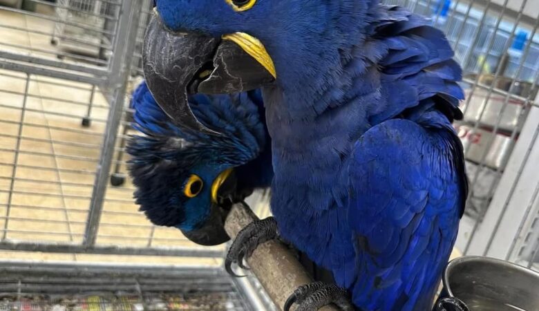 Hyacinth Macaw parrots for sale in Wyoming