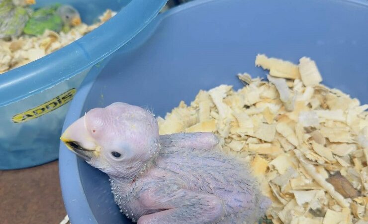 Hyacinth Macaw parrots for sale in Tennessee