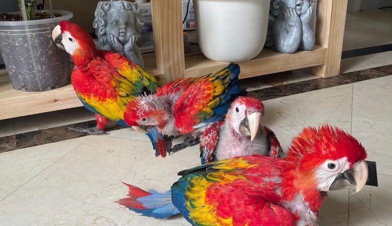 Military Macaw parrots for sale in Louisiana