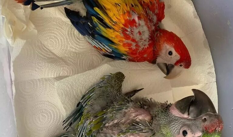 Hyacinth Macaw parrots for sale in Washington
