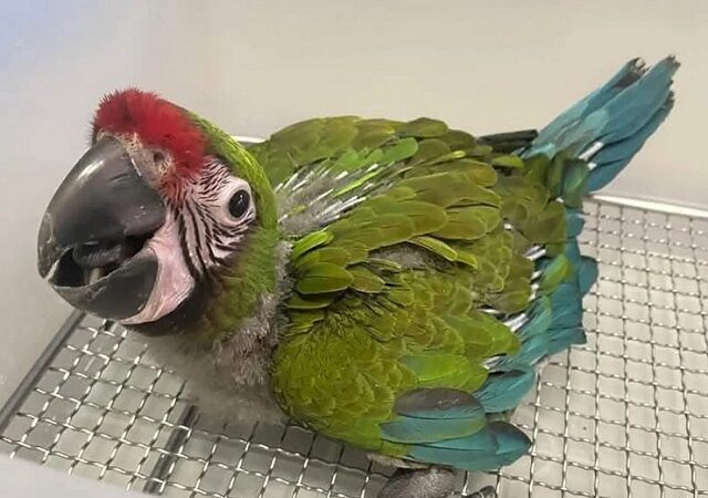 Hyacinth Macaw parrots for sale in Virginia