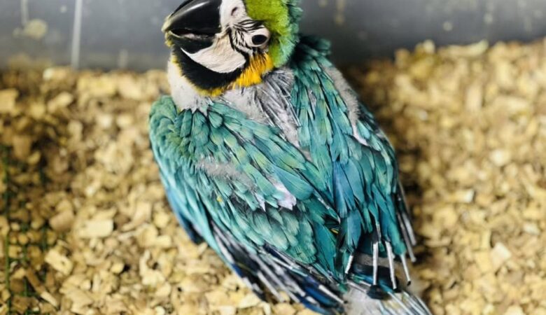 Military Macaw parrots for sale in Idaho