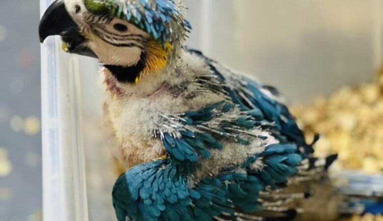 Macaw parrots for adoption in Mississippi