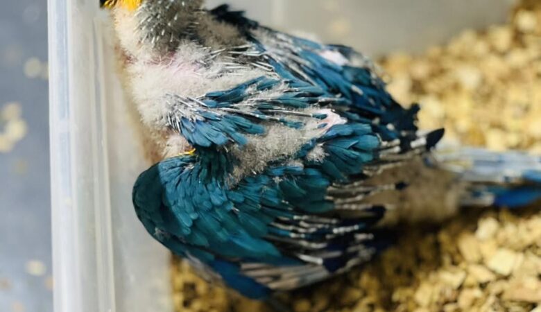 Macaw parrots for adoption in Missouri