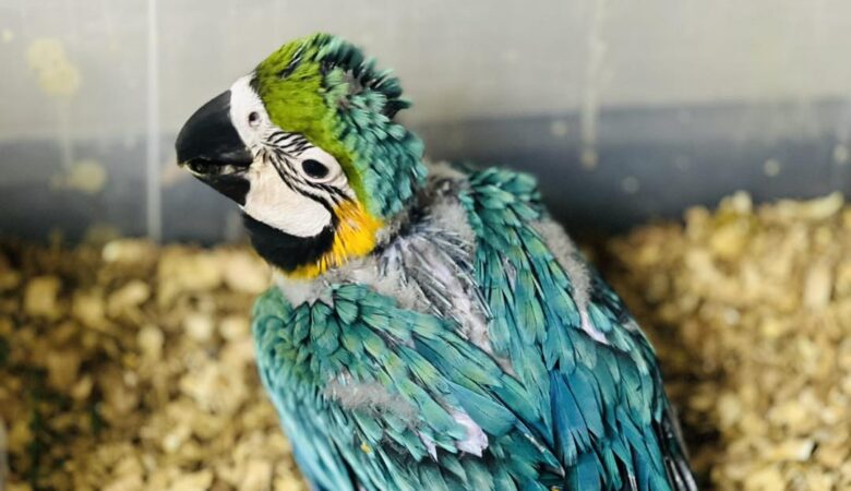 Macaw parrots for adoption in Montana