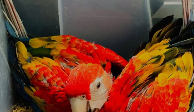 Military Macaw parrots for sale in Kansas