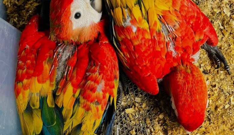 Macaw parrot breeders in Wyoming